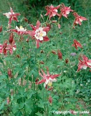 Aquilegia Cultorum-Ryhmä 'Rotstern'
